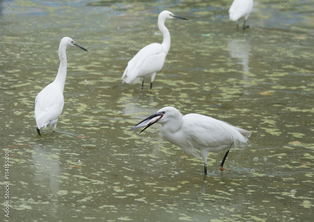 Little Egret bird Little Egret bird