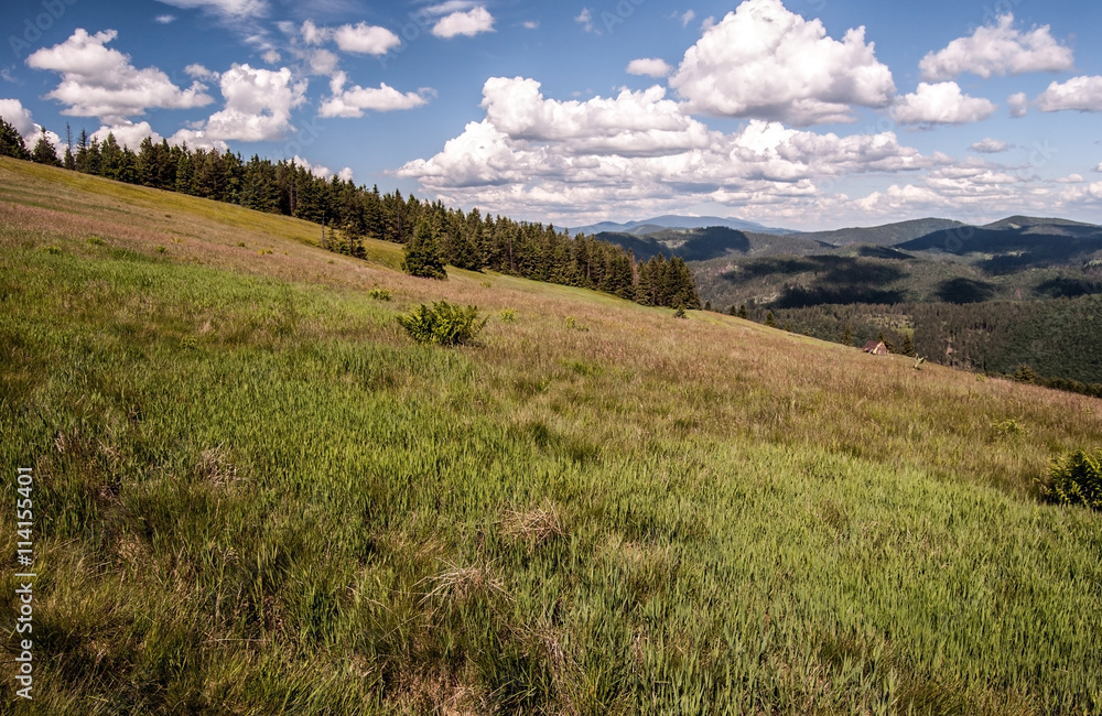 Hala na Malej Raczy mountain meadow with isolated tree, hills on the background and blue sky with clouds in spring Beskid Zywiecki mountains