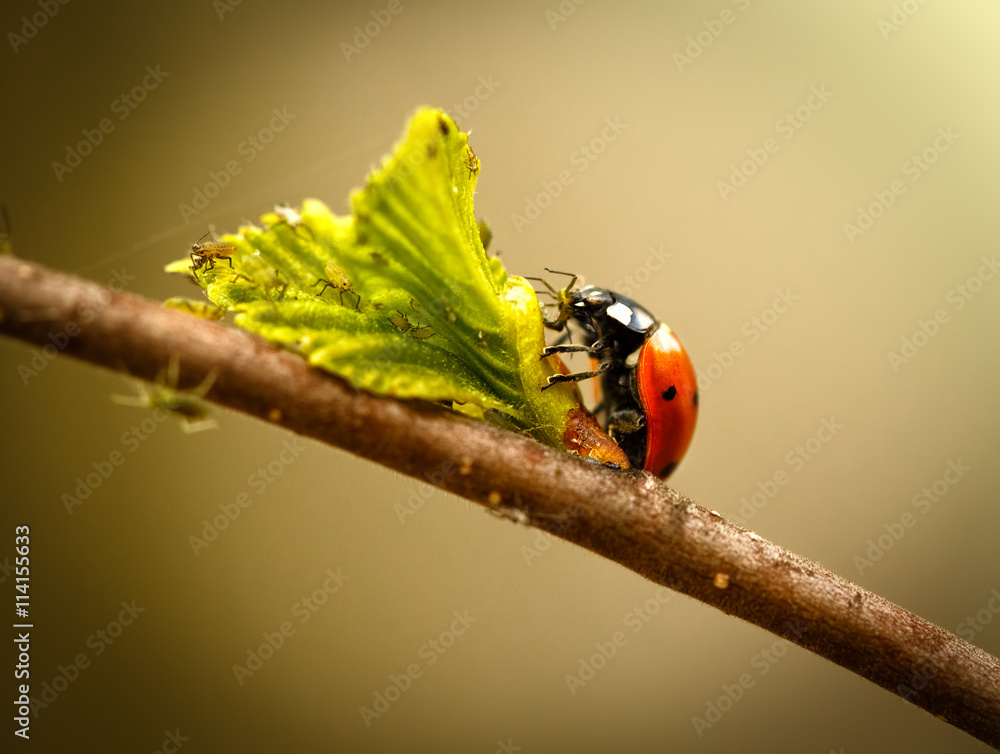 Fototapeta premium ladybug