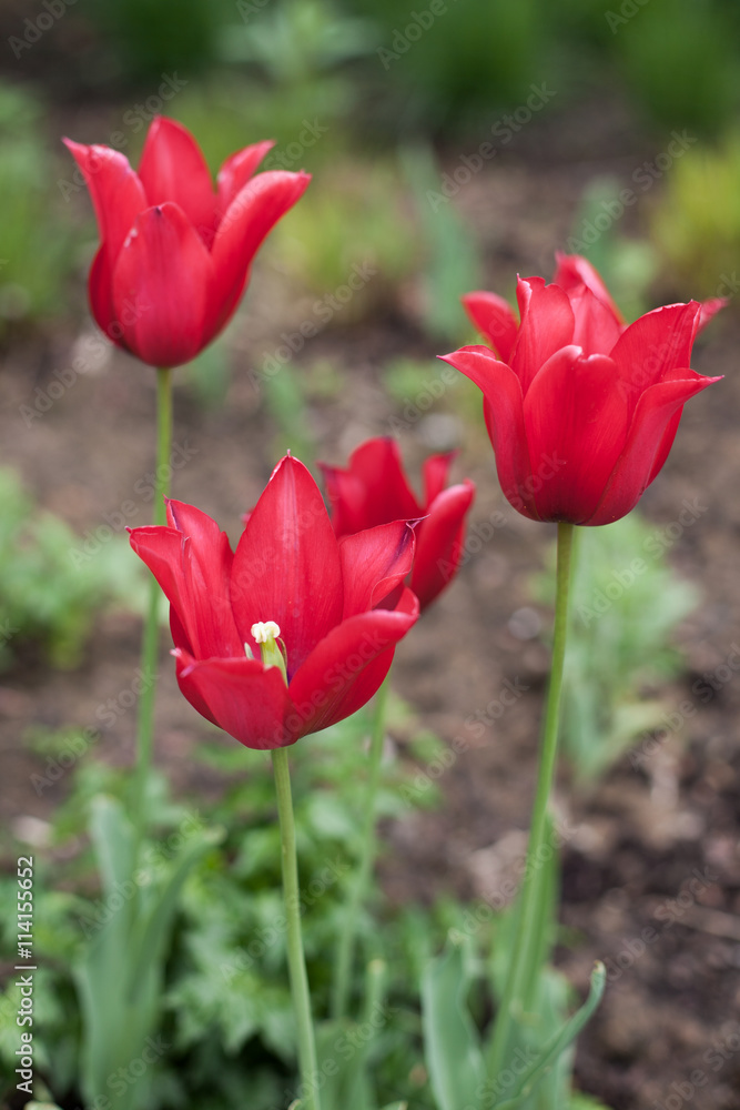 Tulpen Tulpen