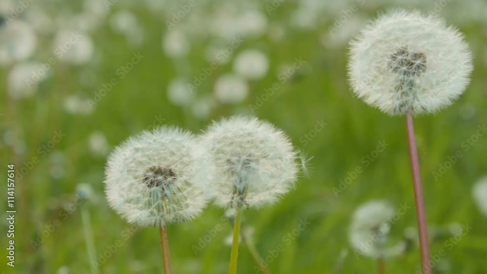 White dandelions in the green meadow. Pan from left to right. White dandelions in the green meadow. Pan from left to right.