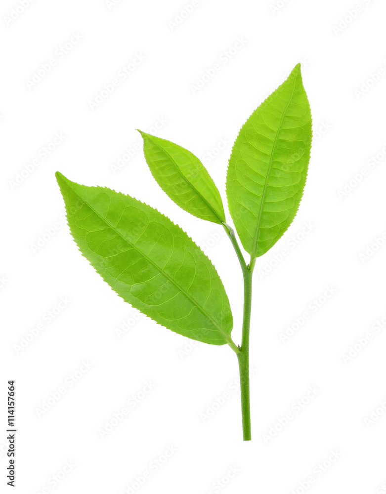 green tea leaf isolated on white background green tea leaf isolated on white background