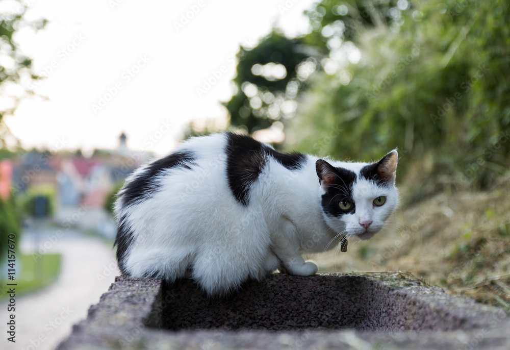 cat black and white color, is sitting on the parapet, on the background of houses cat black and white color, is sitting on the parapet, on the background of houses