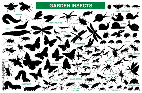 Garden insect vector silhouette collection photo