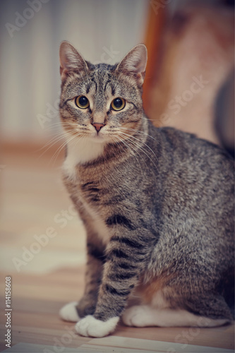 The gray striped cat with white paws and yellow eyes
