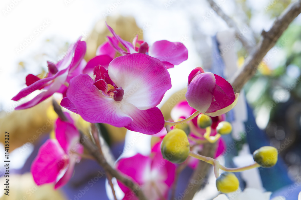 Fototapeta premium Pink Orchid Beautifiul Flowers