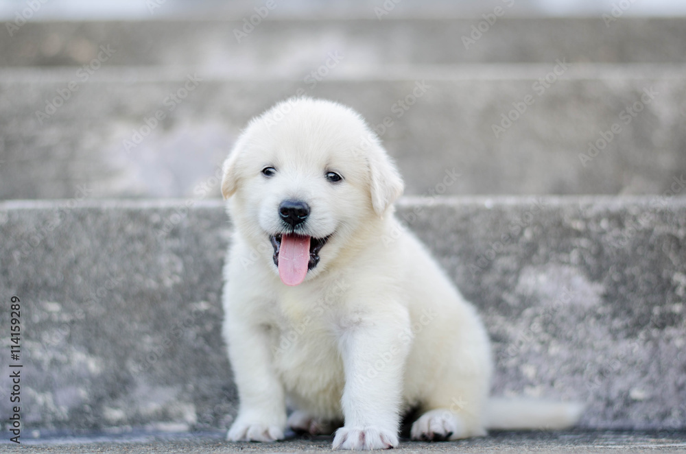 dog- puppy outdoors dog- puppy outdoors