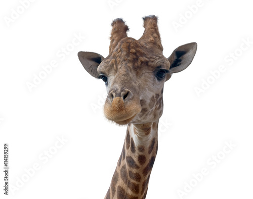 Giraffe head face © AVD