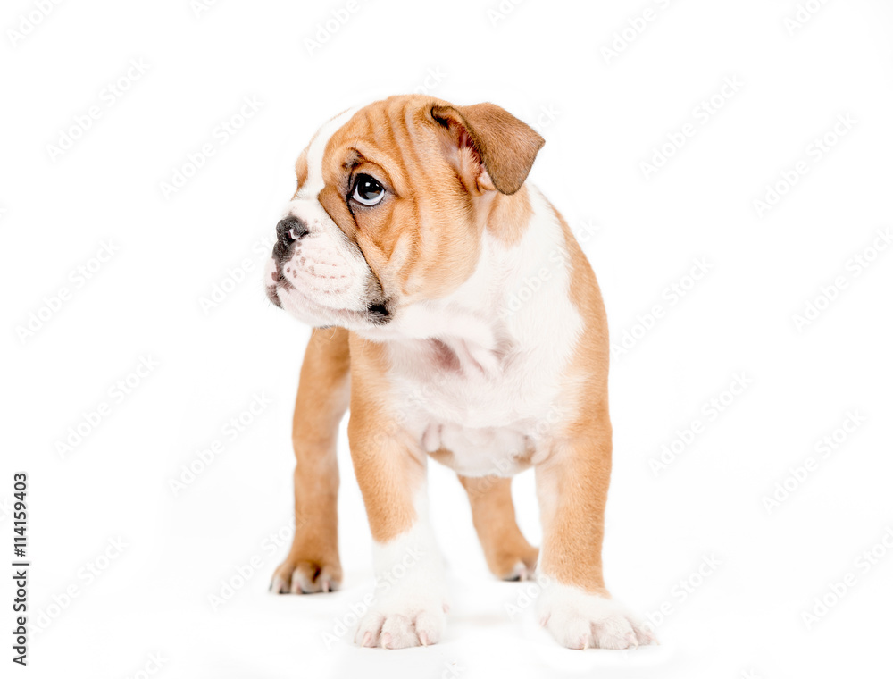 Little english bulldog puppy