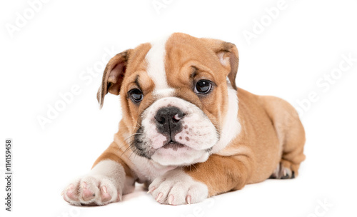 Cute puppy of English Bulldog © ltummy