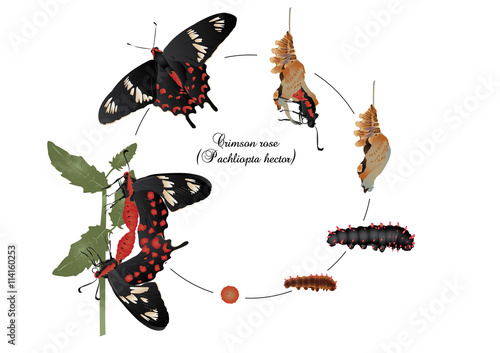 Life cycle o fcrimson rose