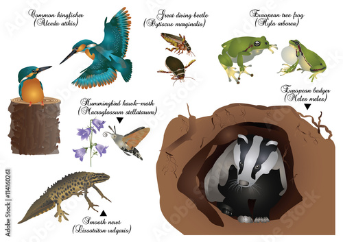 Amazing nature set - European animals