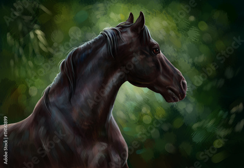 Fototapeta Naklejka Na Ścianę i Meble -  Вороной конь