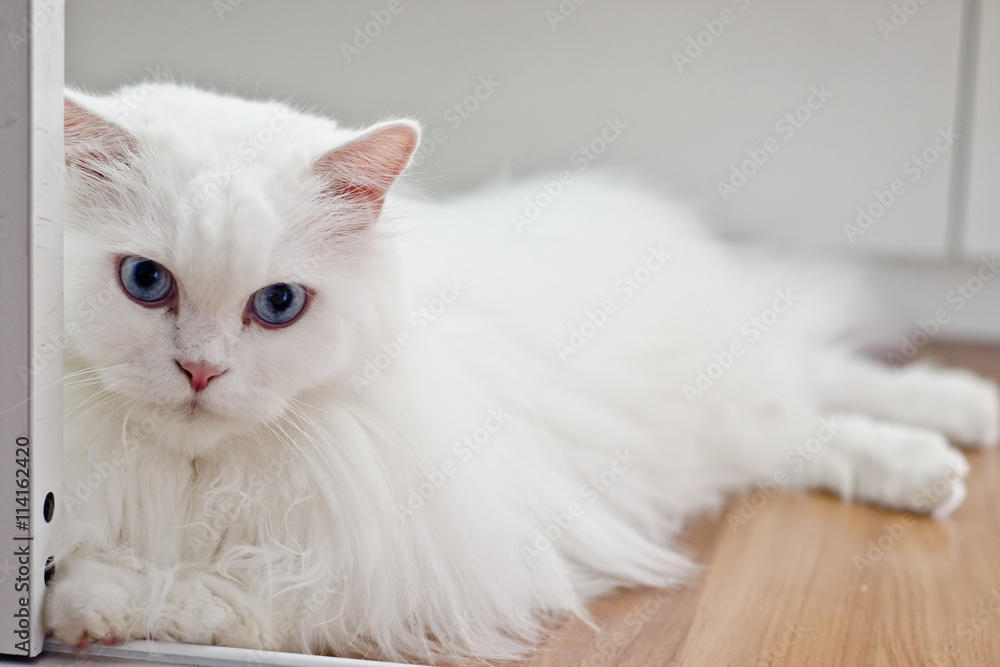 cat scared cat scared