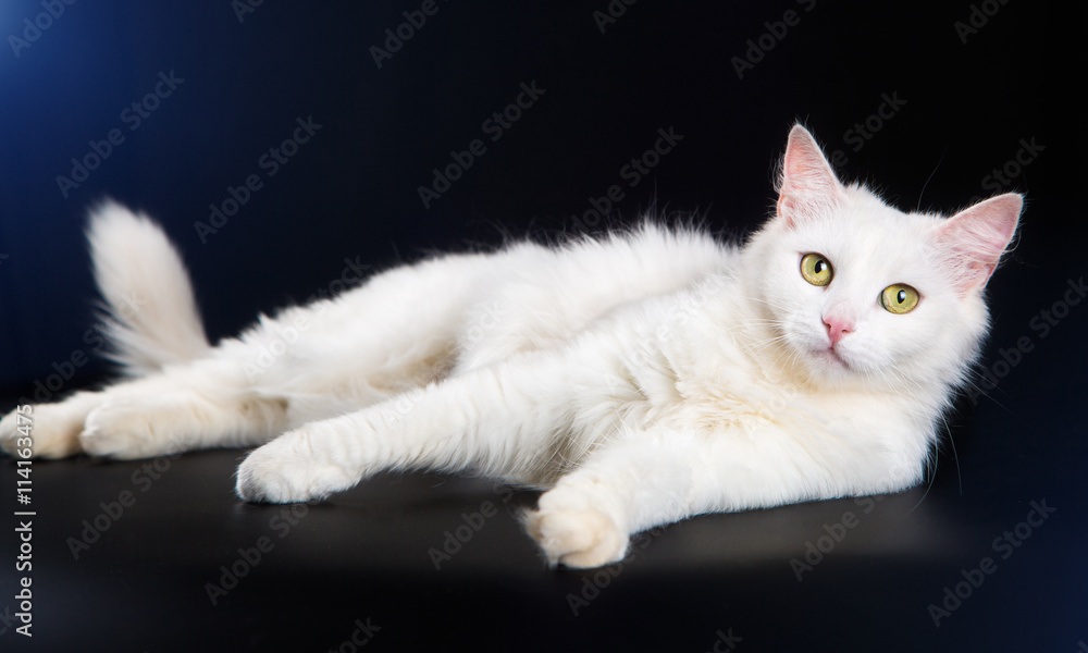White cat lying on a black background
