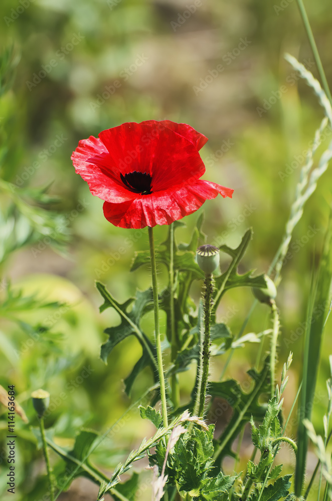 Red poppy flowers blooming in the green grass field, floral natural spring background, can be used as image for remembrance and reconciliation day Red poppy flowers blooming in the green grass field, floral natural spring background, can be used as image for remembrance and reconciliation day