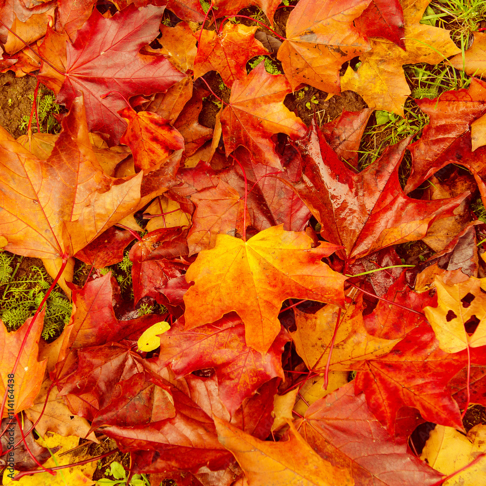 Autumn natural flat background with colorful red maple leaves on a green grass Autumn natural flat background with colorful red maple leaves on a green grass