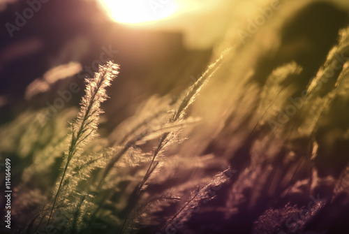 beautiful brown grass at sunset with vintage tone
