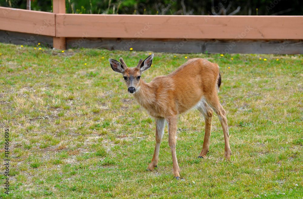 A close-up of a young male black-tailed deer with large ears and budding velvet antlers, standing in a city park, looking forward. A close-up of a young male black-tailed deer with large ears and budding velvet antlers, standing in a city park, looking forward.
