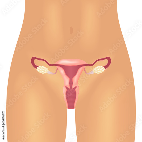 Illustration of the female reproductive system.