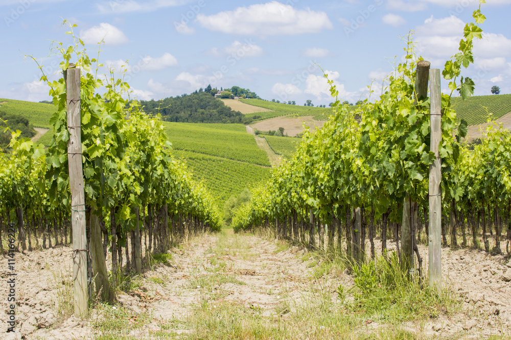 Les vignes de Toscane