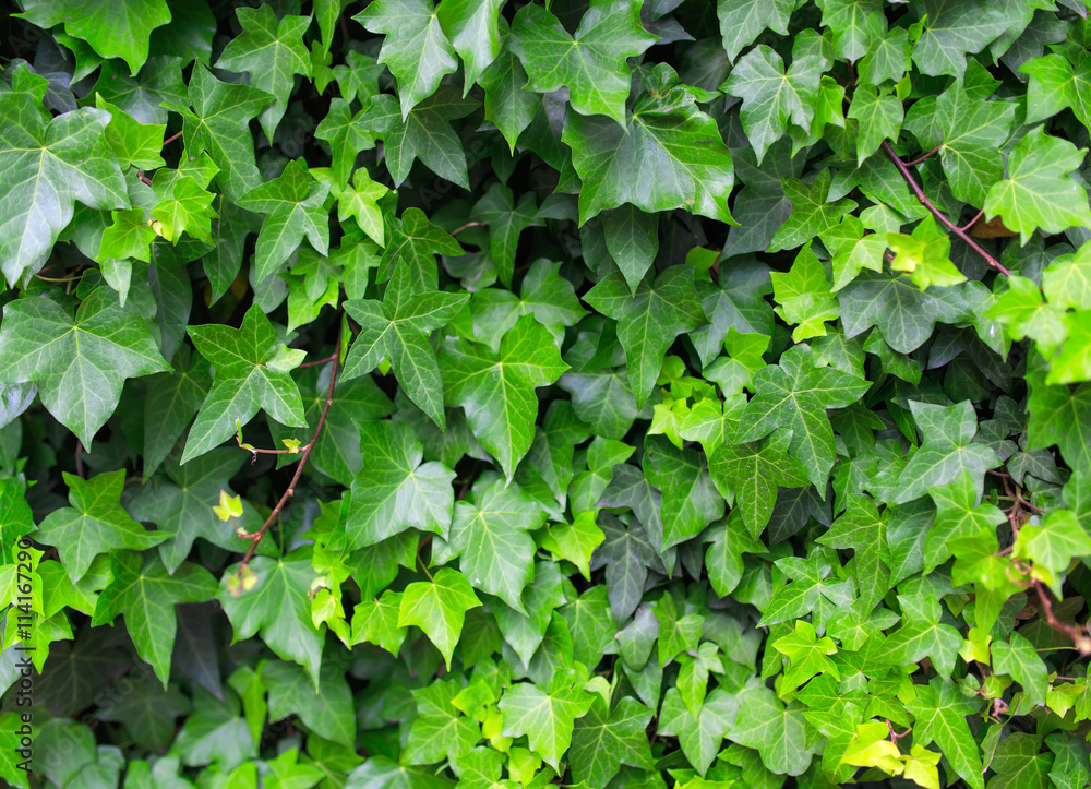 Green ivy leaves close up background. Green ivy leaves close up background.