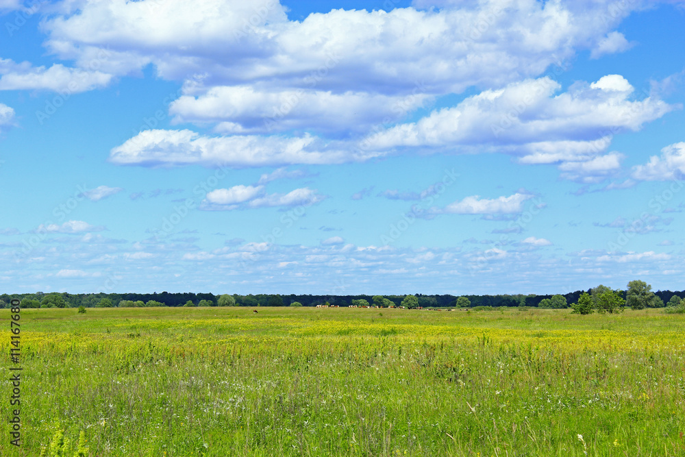 summer with field of grass and blue sky