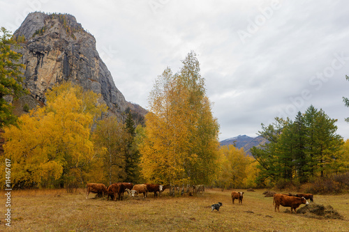 herd of cows in the autumn meadow