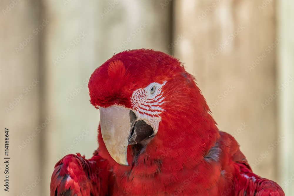Red macaw. Macro photo. Portrait. Big beak. Multi-colored feathers