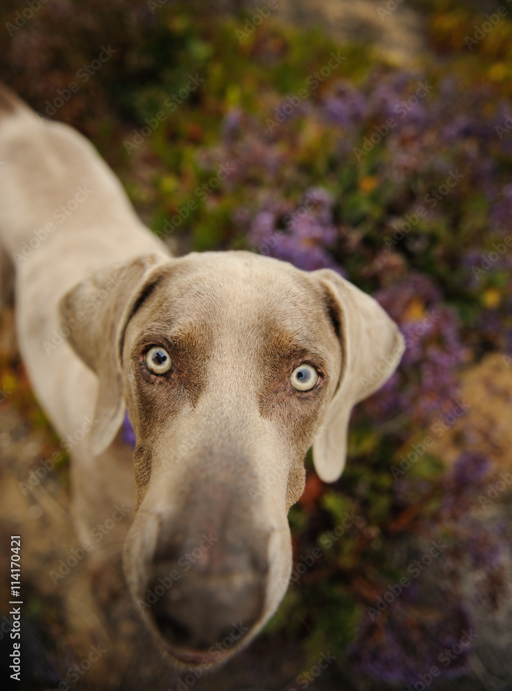 Weimaraner looking up from field of purple flowers