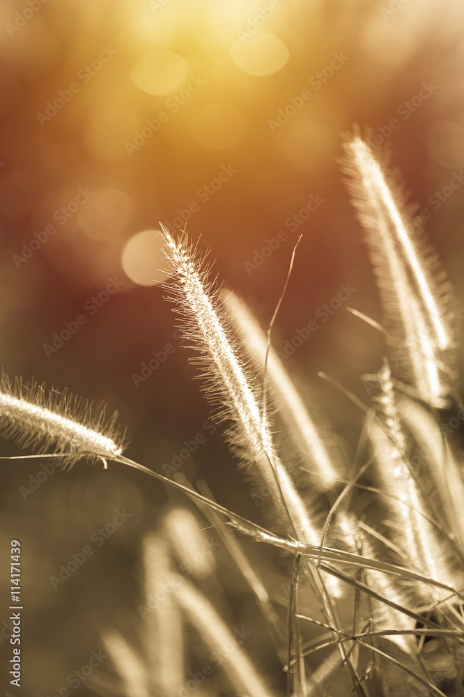 Grass flower close up. vintage filter