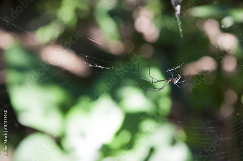Spider and spiderweb and nice bokeh in La Venta Park Museum, Museo Parque La Venta. Villahermosa, Tabasco, Mexico.
