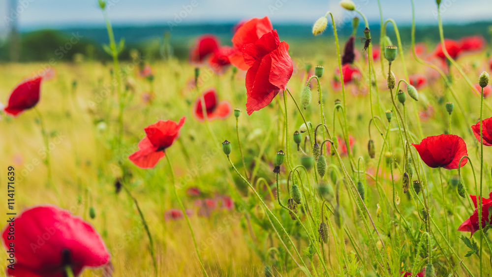 Fototapeta premium Red poppy on the green field with wheat