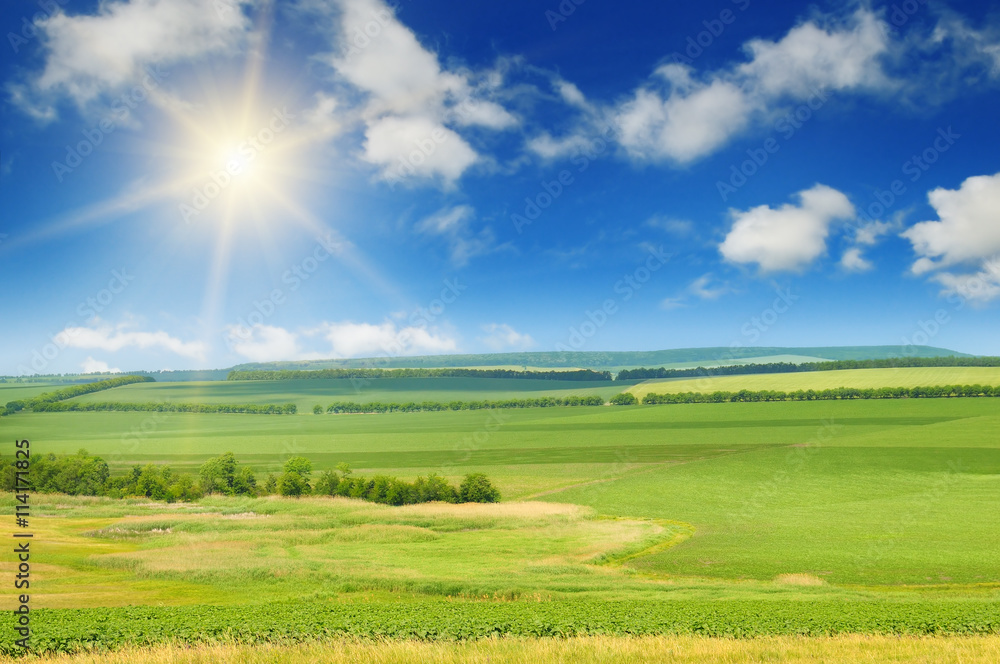 Fototapeta premium green field and sun on blue sky
