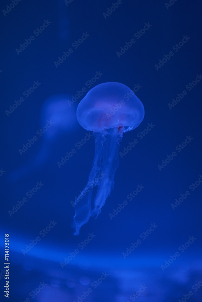 Fototapeta premium Small jellyfishes illuminated with blue light swimming in aquarium.