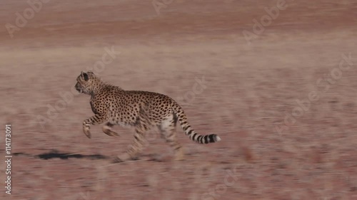 Cheetah running side on to camera in slow motion
