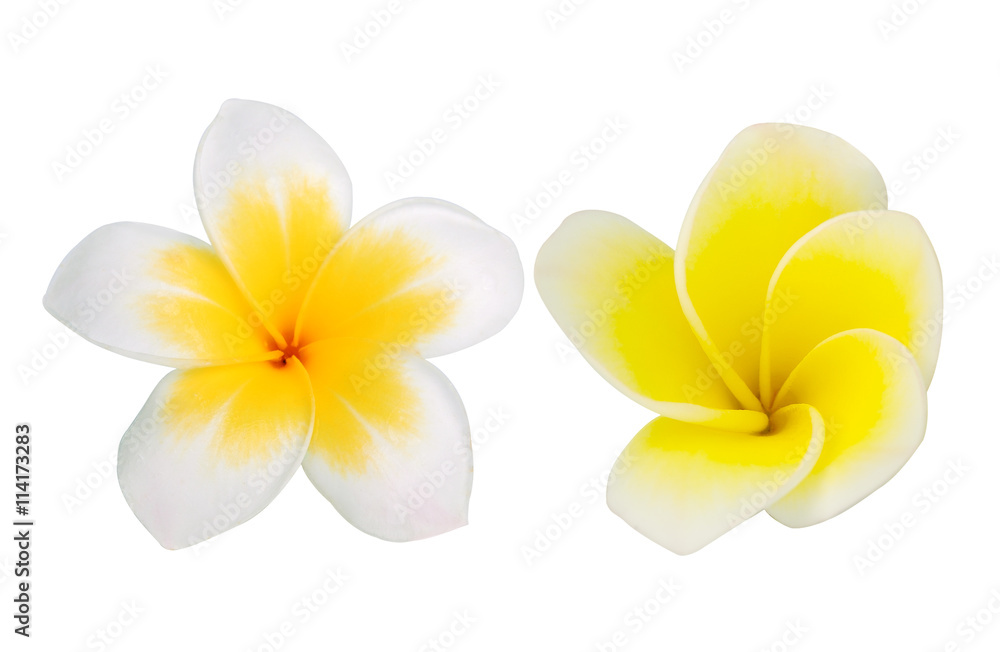 Frangipani Flower or Plumeria Isolated on White Background Frangipani Flower or Plumeria Isolated on White Background