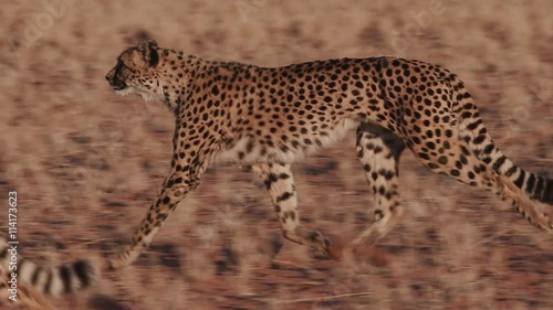 Cheetah running side on to camera in slow motion