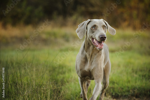 Weimaraner dog walking in field