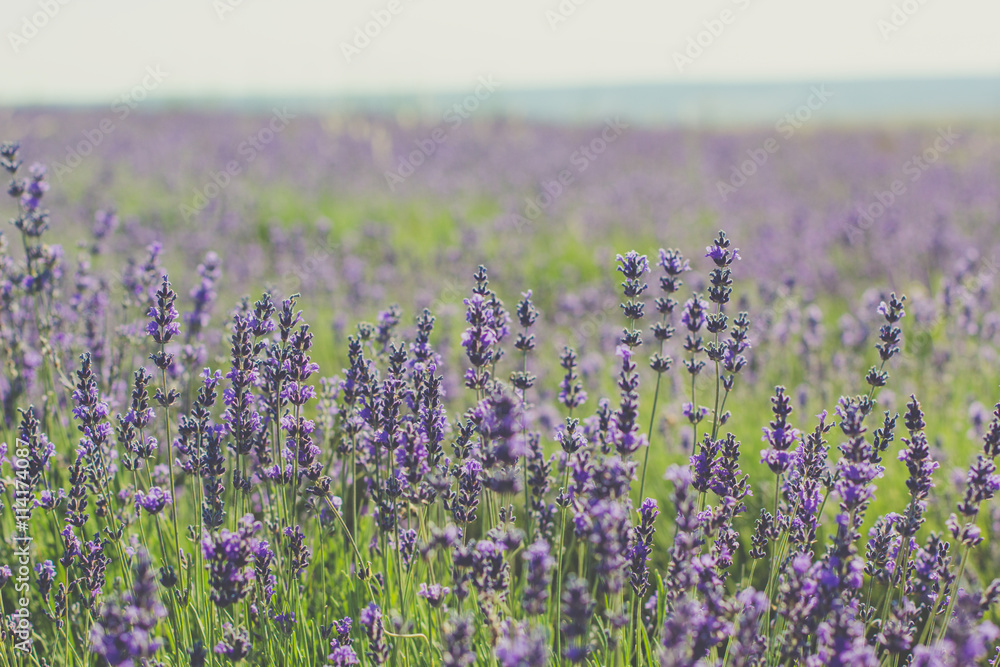 Obraz premium Violet lavender field in Crimea