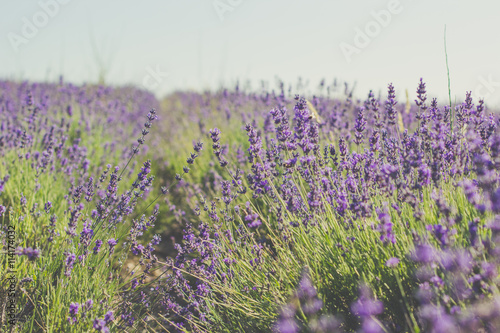 Violet lavender field in Crimea