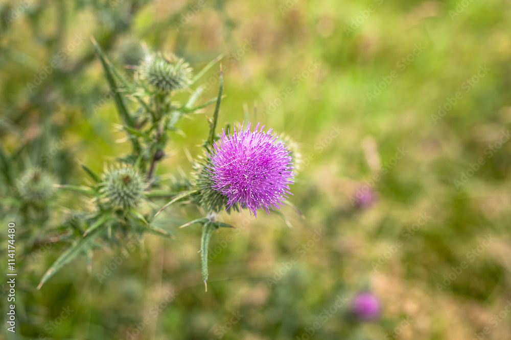 Wild Thistle Flower Meadow Wild Thistle Flower Meadow