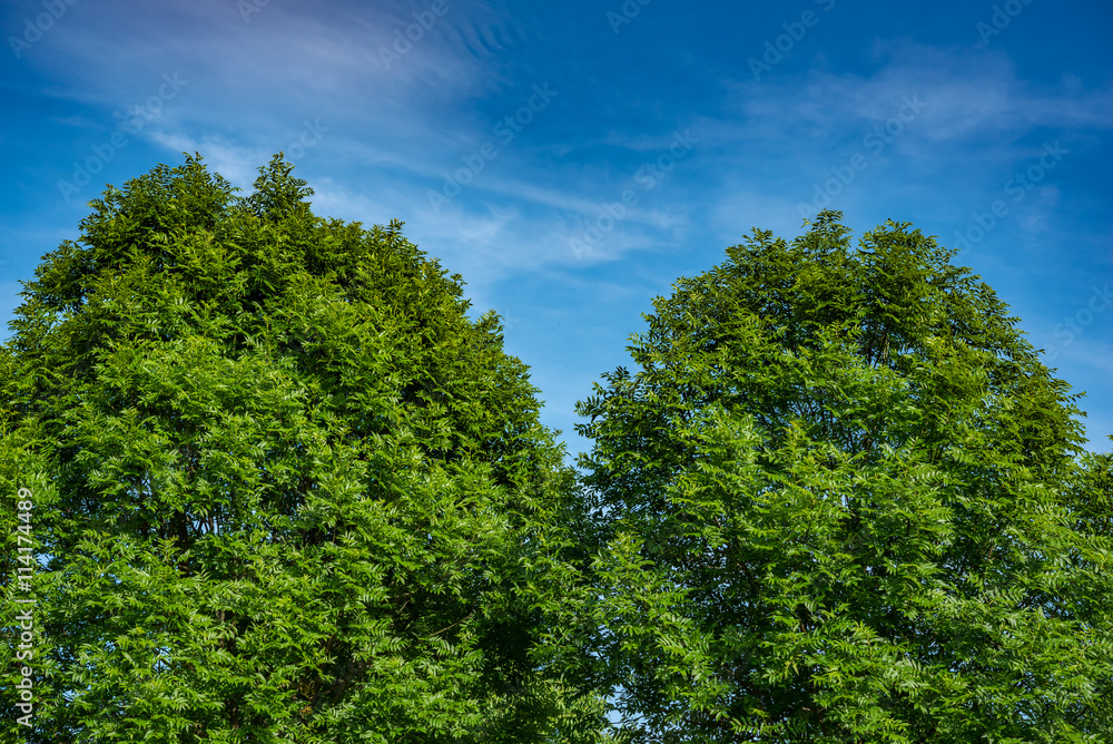 Green park with blue sky Green park with blue sky