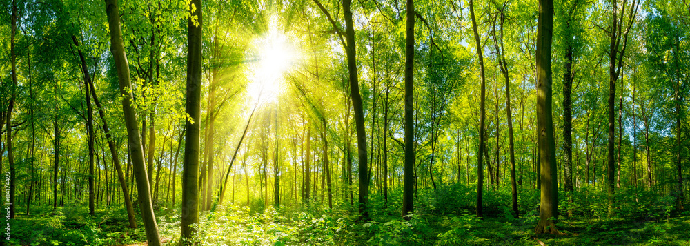 Wald Panorama im Sonnenschein