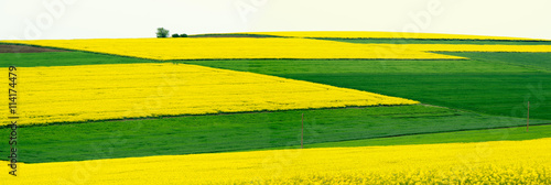 Panorama. Field with canola and young wheat. 
