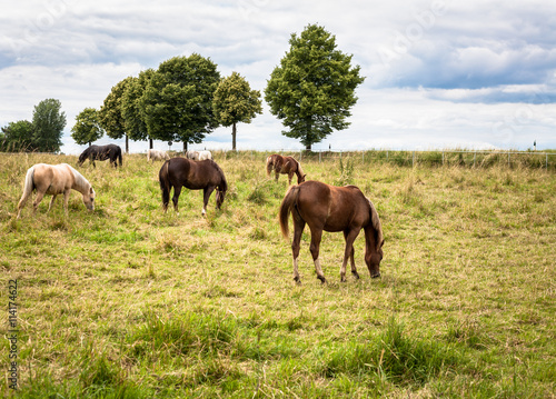 Horses Meadow Field