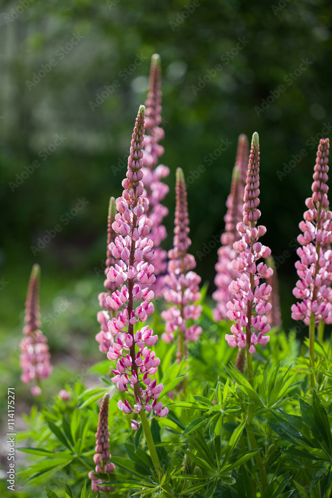Pink lupins after the rain Pink lupins after the rain