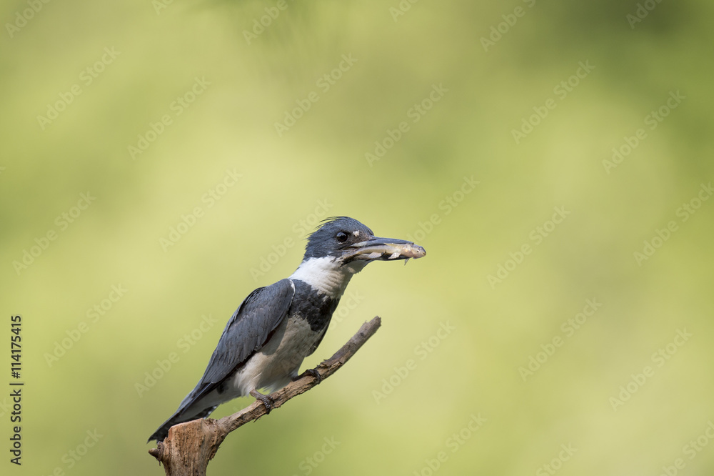 A Belted Kingfisher perches on a small branch with a fish in its beak on a sunny afternoon with a bright green background. A Belted Kingfisher perches on a small branch with a fish in its beak on a sunny afternoon with a bright green background.