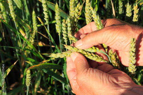 Farmer testing wheat crops on field