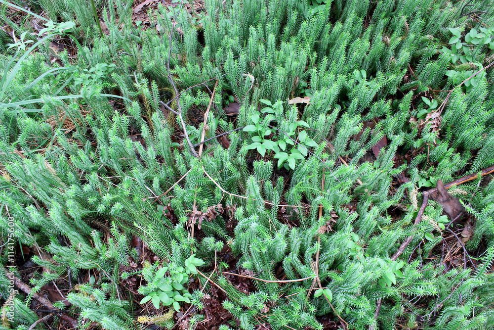 Fototapeta premium brushwood of Hypnum cupressiforme in the forest